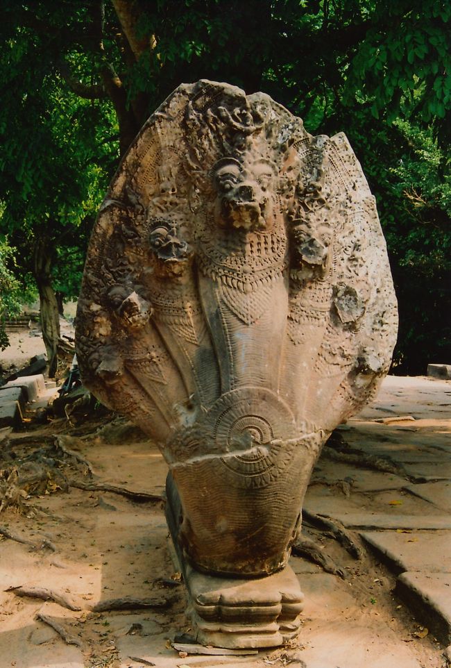 ベンメリアといえば、この見事なガーナ