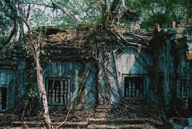 遺跡 IN ジャングルって言う感じ