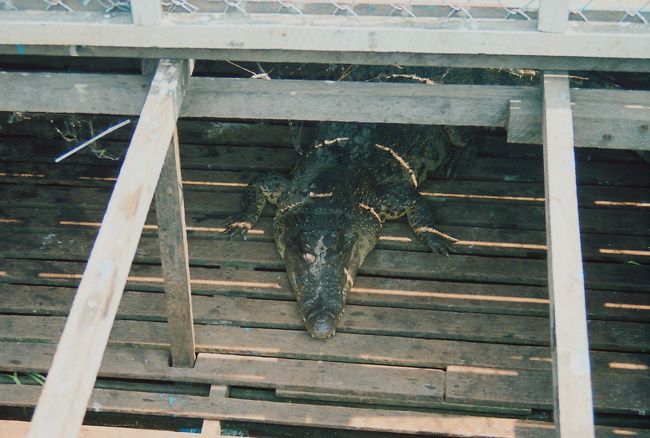 中州的なとこの、ワニ。