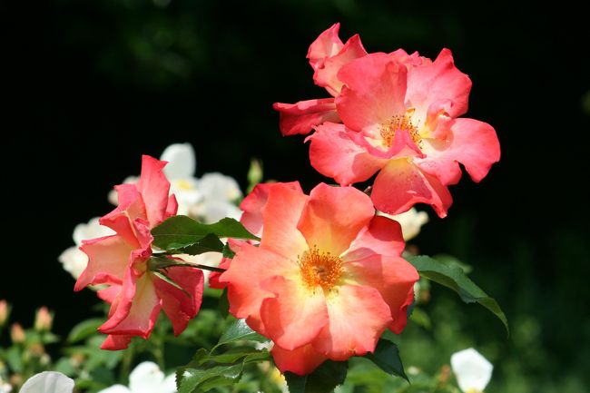 ⑱昌原(チャンウォン)市：50万人：慶尚南道道庁所在地：1970年代に韓国最初の計画都市として建設された釜山に近い都市です。晋州方面からバスで釜山に向かう経路となります。