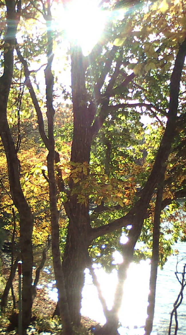 水面の輝きと木漏れ日。