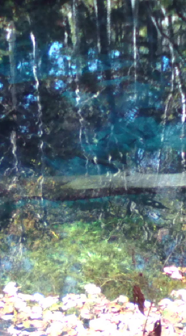 神の子池　素敵な色。