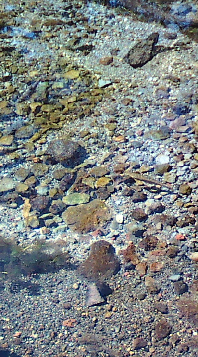 神の子池のオショロコマ　透明度が高すぎてただの川原に見えますが…　池の底です。