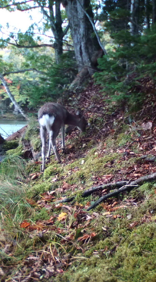 知床五湖のエゾジカの子ども。