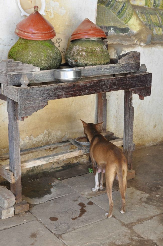 犬にも優しい配慮です。
