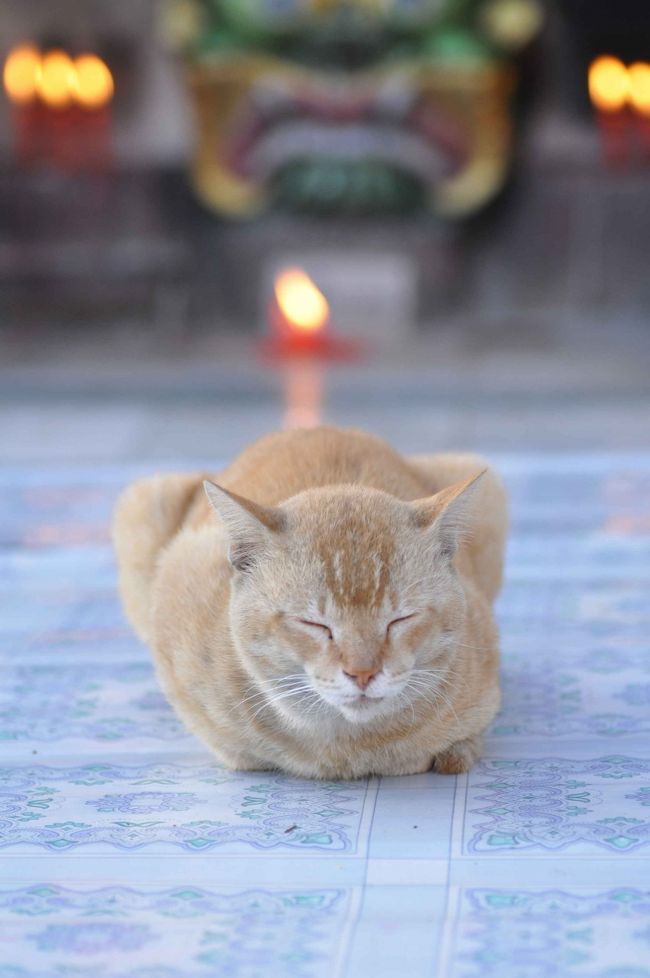 猫だってお参りします。ずっと寝てるけど・・・