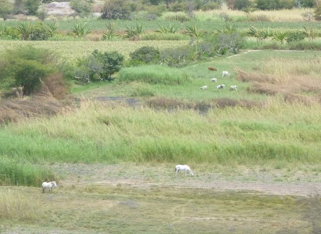 ナスカ→リマ、馬が放牧されていた。