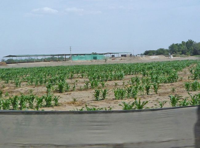 ナスカ→リマ、砂漠。オアシス？