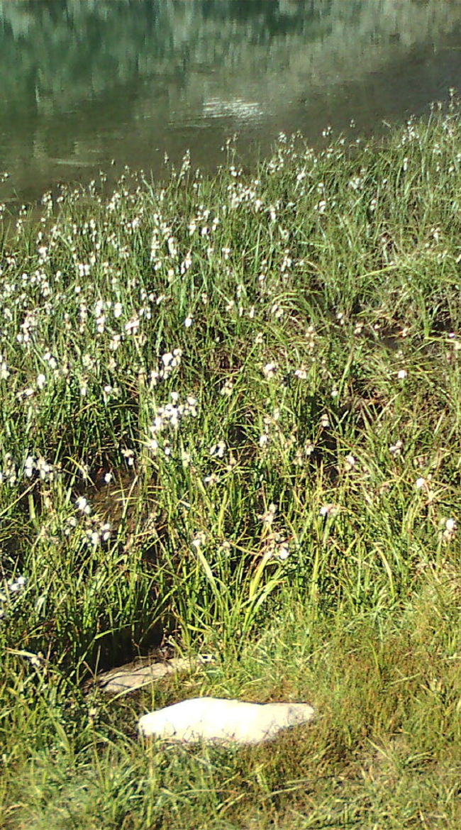 かわいらしいお花も咲いています。エーデルワイスは時期がずれていたのでお目にかかれませんでしたが。