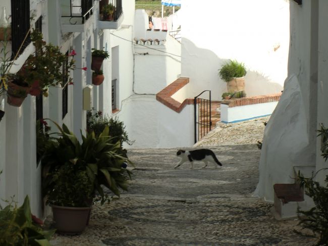 にゃんこ！<br /><br />白い村を一通り観光したので、<br />タクシーでネルハに戻って<br />ネルハからマラガまでバスで戻りました。<br /><br />ネルハーフリヒリアナ間のタクシーは片道10ユーロくらいでした。<br />マラガまでのバス代は3.86ユーロ！約1時間とタクシー10分の旅です。<br />やっぱレンタカー返却して良かった！<br /><br />バス停でボーっとしていると、<br />地元の男の子に「スペイン語話してみろ」とか話しかけられ、<br />大学時代に習った「頭に帽子をかぶっています」を披露しました。<br />先生すら「こんなフレーズ役に立たない」と言い捨て私もそう思ってましたが、<br />ついに日の目を見ましたよ、先生!!<br /><br />「うん！超かぶってる！」といって喜んでいました。よかったよかった