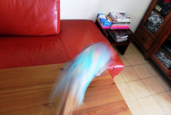 おまけ<br /><br />ほぼ１週間ぶり、パパママとの再会に興奮してエイトマン化したこたチン、うわわわわ<br />♪