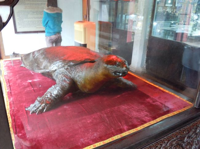 亀！でっかかったー！<br /><br />これは本当にホアンキエム湖から出てきた亀らしい<br /><br />ほんとか！！？？