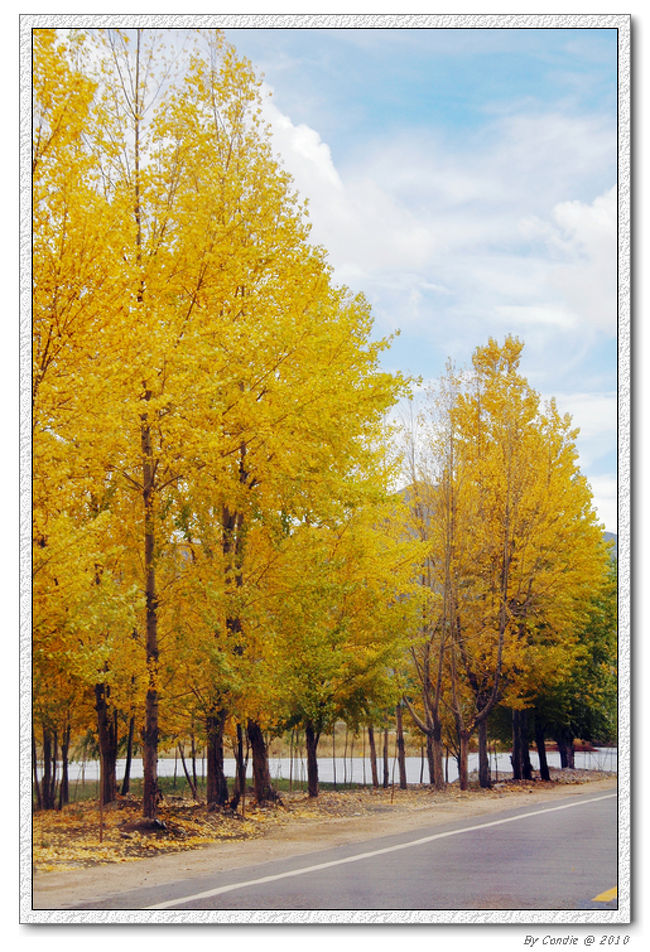 秋の色ですよ　　青空と金色はなんとか心もすがすがしくなります。