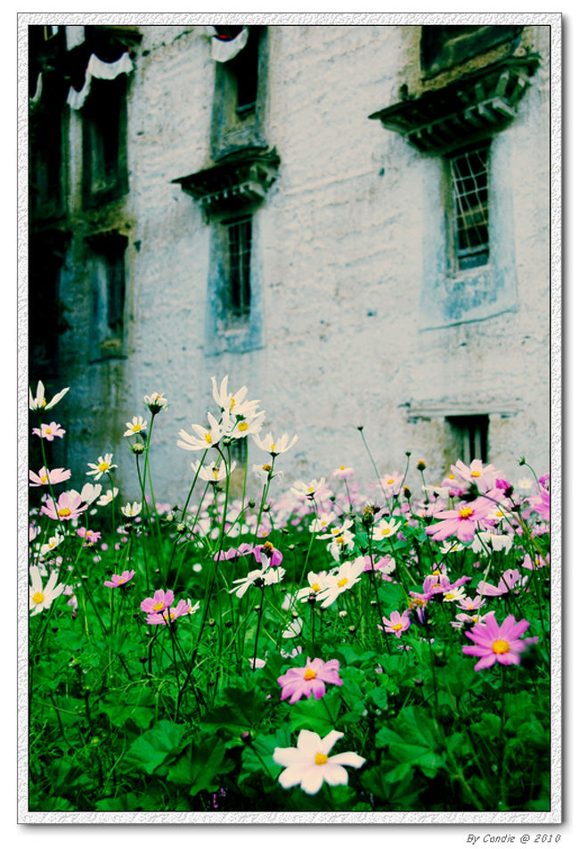 タルシンポ寺  お寺のなかでも寂しくない