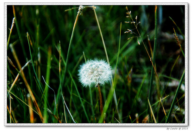 高原のたんぼぼ、標高は約４５００Mのところでも大丈夫。<br /><br />