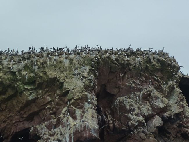 バジェスタス島。<br />イカからボートで行く。<br /><br />リトル・ガラパゴスと呼ばれ、おびただしい数の鳥(ペリカン、鵜)、ペンギン、アシカの楽園。<br />南極に近く、冷たいフンボルト海流のおかげでプランクトン豊富らしい。<br /><br />こうして見ると気持ち悪そうだが、実際行ってみると<br />彼らのマイペースな生活ぶり(当たり前だ)、可愛らしさに癒され、<br />いくらでも飽きずに眺めていたくなる。
