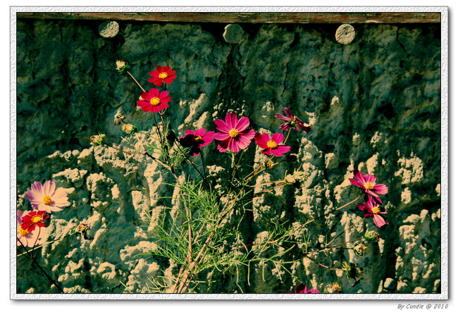 古格遺跡の一部分　託林寺の外