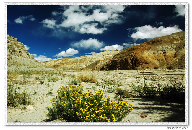水が無い砂林　　古格遺跡のところでも黄色花が咲いています
