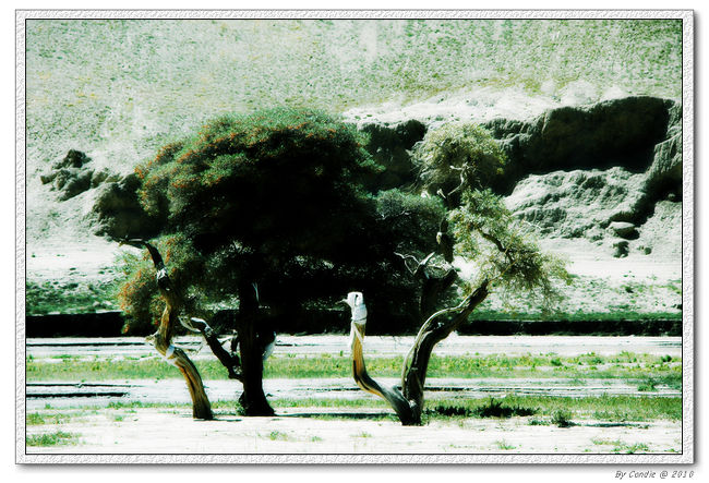 ダチョウみたいな樹　　水が無い砂林