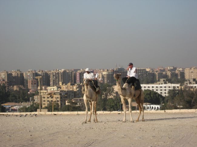 らくだ。<br />絵になるワ。