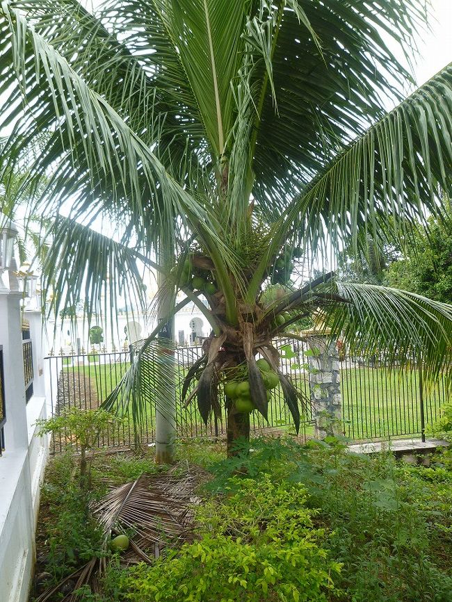 クアラ・カンサー、ウブディア・モスク。ヤシの実がなっていた。