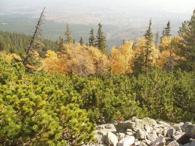 紅葉していて美しいです。