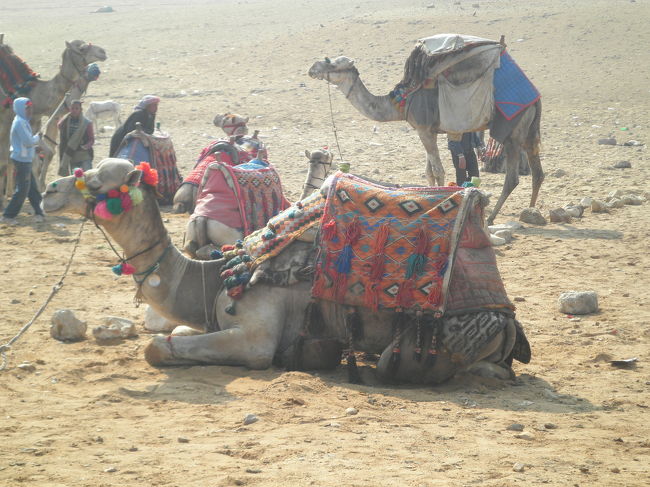 ピラミッド周辺にいるラクダ<br /><br />＊ラクダに乗れ、写真を一緒に撮れなどと<br />　客引きがしつこい