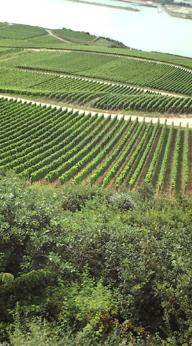 おいしいブドウができるんでしょ〜ね〜♪　そうそう、ゴンドラ乗り場の近くに日本スタッフのいる、日本に配送可能なワインショップがあると添乗員さんに紹介してもらって、帰りに寄りました♪（降りて左に曲がりすぐ。ワイン樽が目印だった気が…）　いっぱい試飲ができますよ〜！　おみやげに送ってもらっちゃいました☆