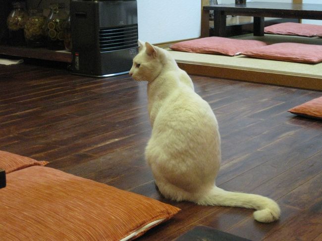 猫スタッフの方がいらっしゃいます。<br /><br /><br />常夏沖縄もこの夜は冷え込んだみたいで、<br />石油ストーブがついていました。