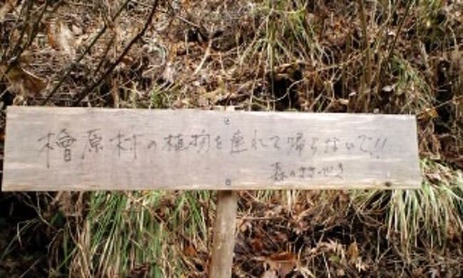 檜原村の植物を連れて帰らないで！！<br /><br />by森のささやき