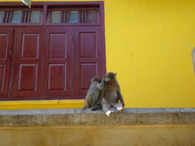 お猿さんが仲良く毛づくろい。<br /><br />赤と黄色の壁がかわいい。
