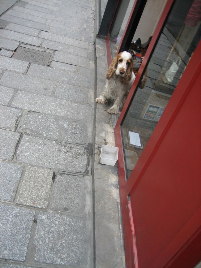 いきなり出てきたわんこ。