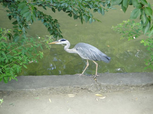 河畔のたたずむ鳥。