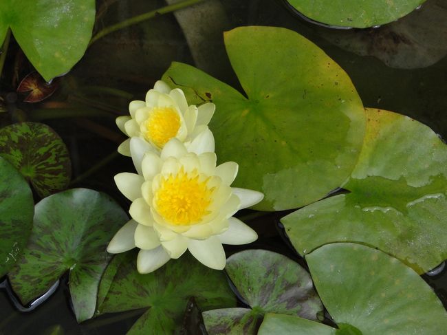 睡蓮が綺麗。