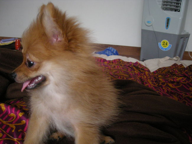 お世話になった友達のうちの犬。サクラちゃん。<br />超かわいい。<br />夜到着だったので、一日目は夜食をいただいて就寝。