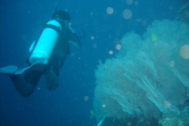 セブではドロップオフをドリフトダイブするのが基本のようです。<br />振り返れば吸い込まれそうな真っ青な水中の景色です。<br />このようなところでは色々なウミウチワが元気に育っています。