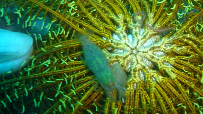 ガイドさんが見るように合図するんだけど何かわかりません。<br />日本人だとスレートに書いてくれるんですが(-_-;)