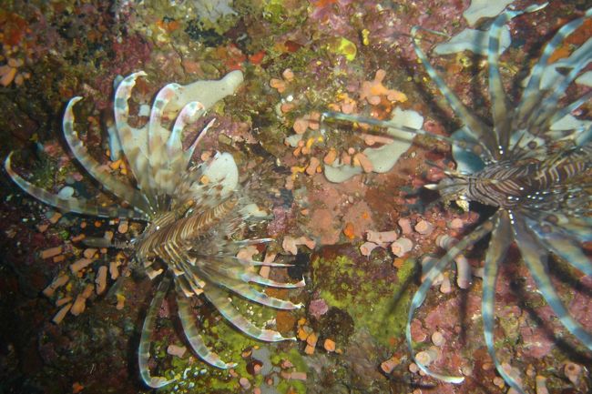 これはわかります<br />沖縄あたりで見かけるのより小ぶりでした。