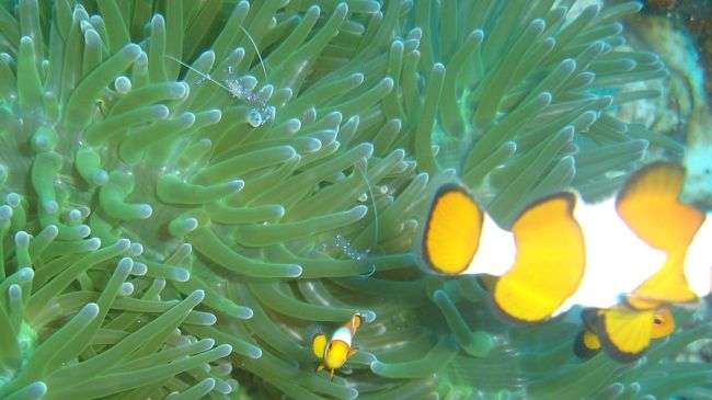 くまのみさんではなくてエビがいっぱいいたから