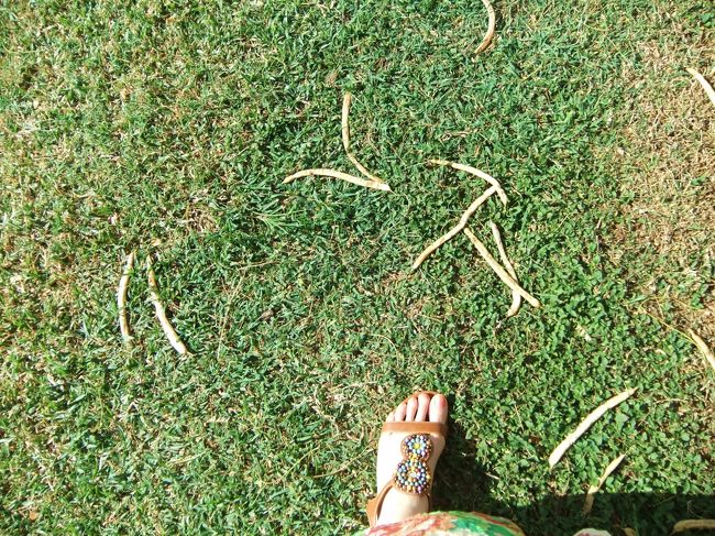 芝生も青々してます。