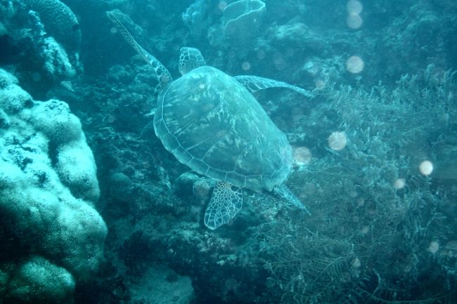 こっちはまだ小さいの<br />余程このあたりのダイバーのマナーがよろしいのか、警戒心がみられません。