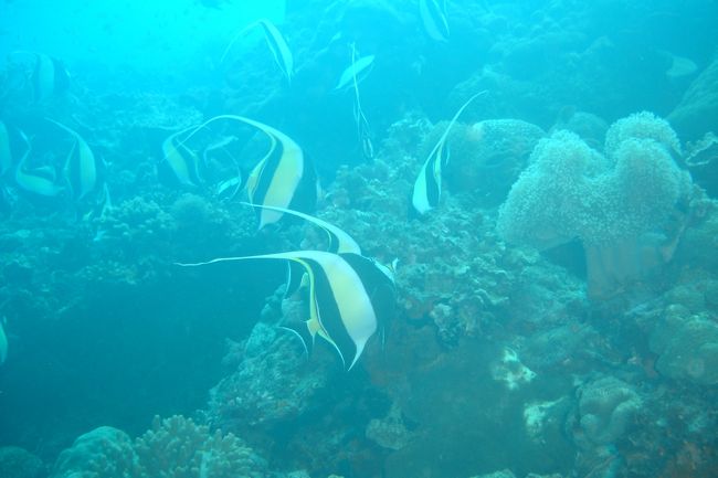 不鮮明ですがムレハタタテダイです。<br />いくつもの群れがいました。