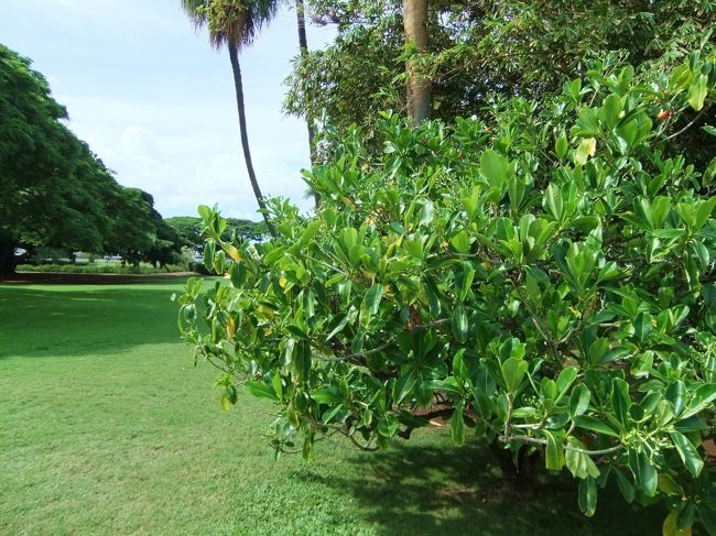 モアナルガーデンへ。