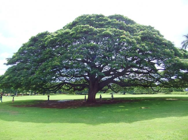 この木なんのき♪で有名な日立の樹!!!
