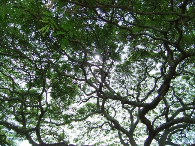 本当に大きい。