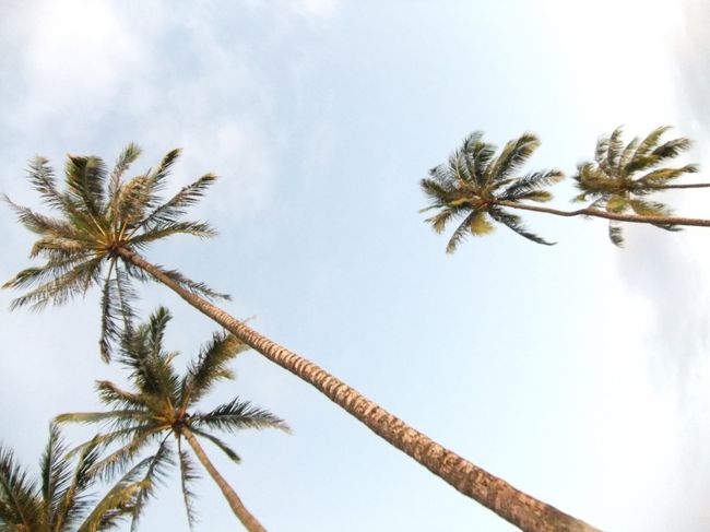 ヤシの木も夕焼けに染まります。