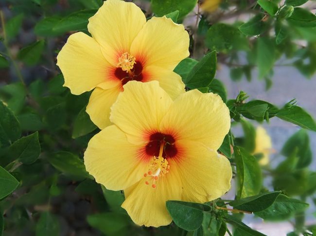 ハイビスカス！