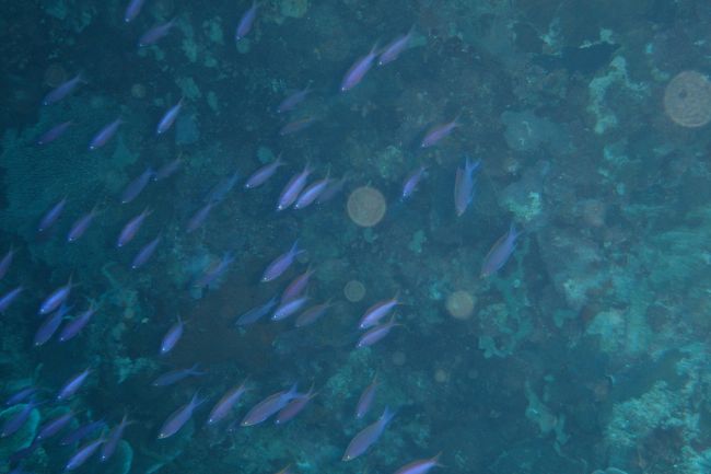 「へたくそダイバーが来た！逃げろーーー」