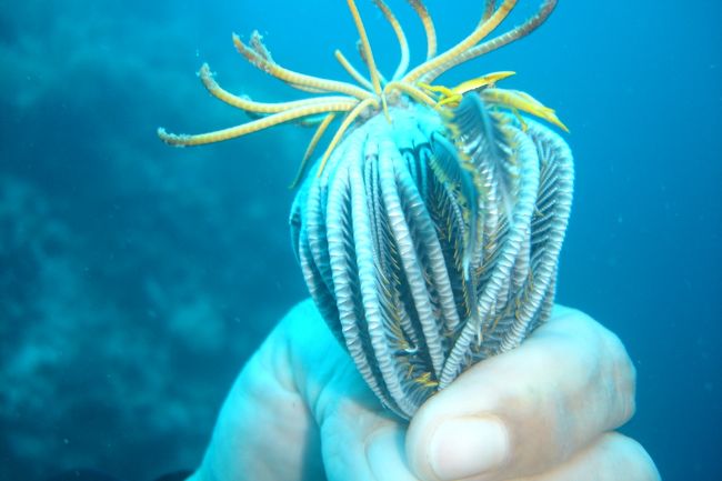 また何かわからないものを示すガイド