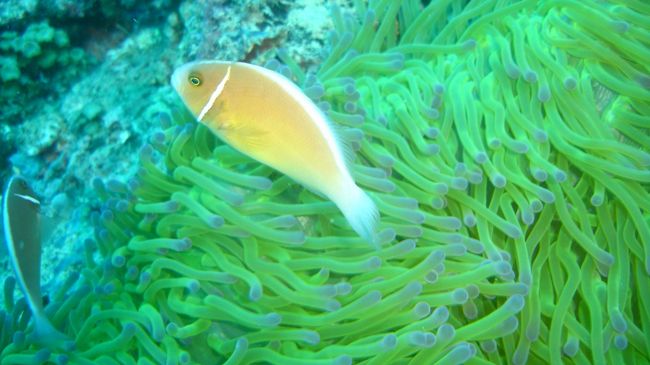 これは知ってる「ハナビラクマノミ」